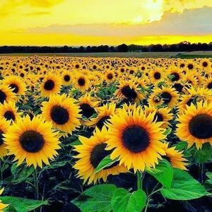 Meet your Posher, Asma